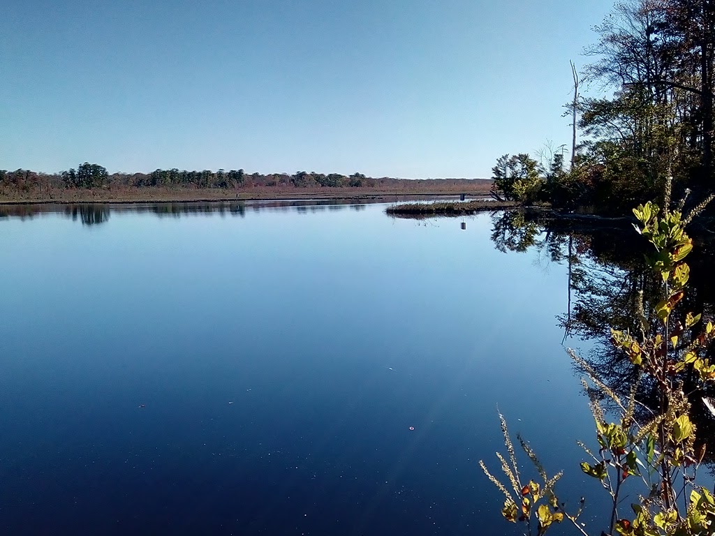 Beaver Swamp Fish and Wildlife Management Area | 116 Swainton Goshen Rd, Cape May Court House, NJ 08210 | Phone: (609) 465-8721