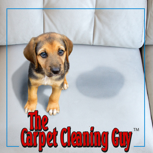 Carpet Cleaning Guy | 193 Cassa Loop, Holtsville, NY 11742 | Phone: (631) 588-2793