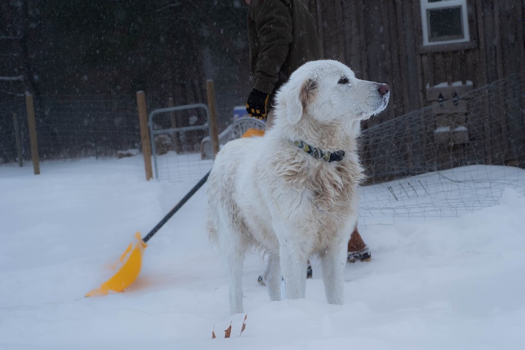 Little River Farm | 2 River St, Belchertown, MA 01007 | Phone: (603) 557-1791