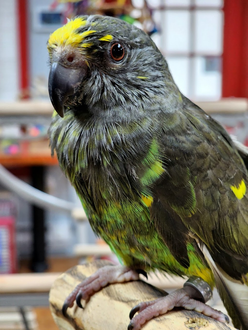 Anas Parrots and Supplies | 1635 Cherry Lane Rd, Analomink, PA 18320 | Phone: (646) 496-5005