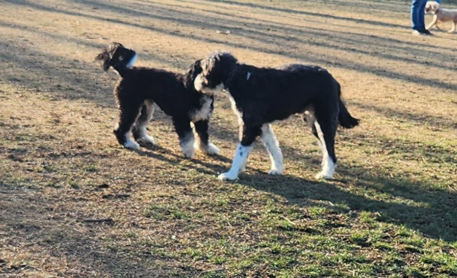 Twining Valley Dog Park | 4VV2+J6, Dresher, PA 19090 | Phone: (215) 643-1600