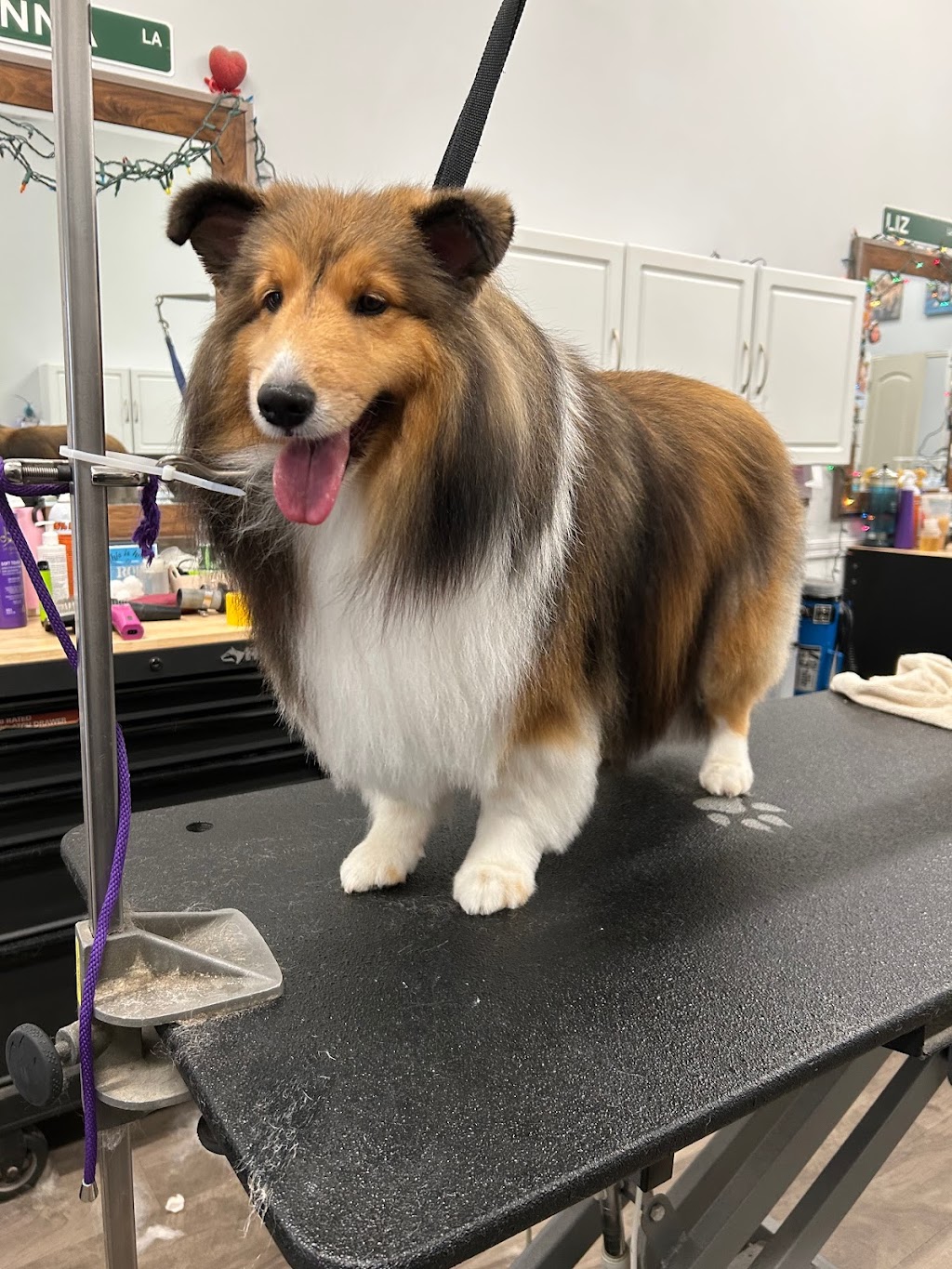 Wet Paws Dog Grooming | 4244 Madison Ave, Trumbull, CT 06611 | Phone: (203) 665-0083