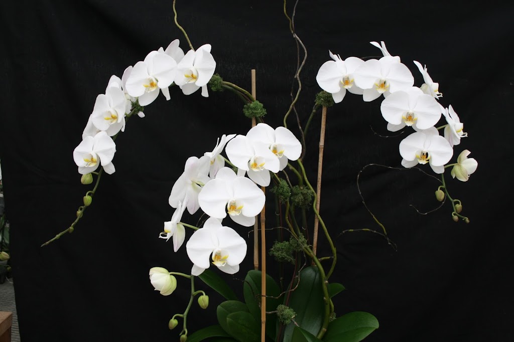 Venamy Orchids | 1460 NY-22, Brewster, NY 10509 | Phone: (845) 278-7111