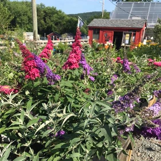 Delaware Valley Farm & Garden Center Inc | 30 Viaduct Rd, Callicoon, NY 12723 | Phone: (845) 887-5100