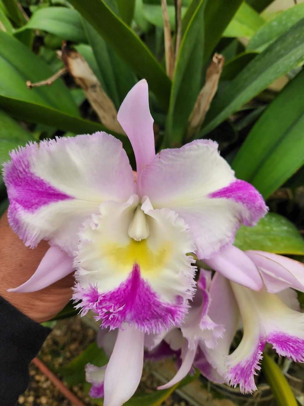 Silvas Orchids | 635 Wayside Rd, Neptune City, NJ 07753 | Phone: (732) 922-2635