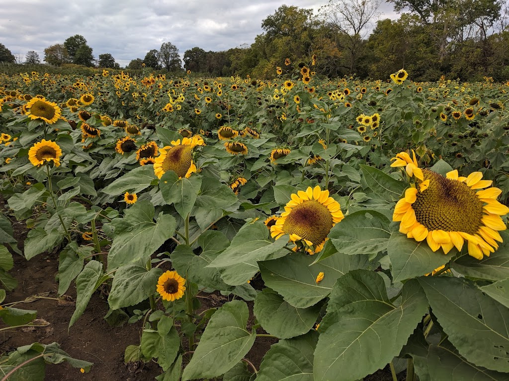 Johnsons Locust Hall Farm | 2691 Monmouth Rd, Jobstown, NJ 08041 | Phone: (609) 353-9000