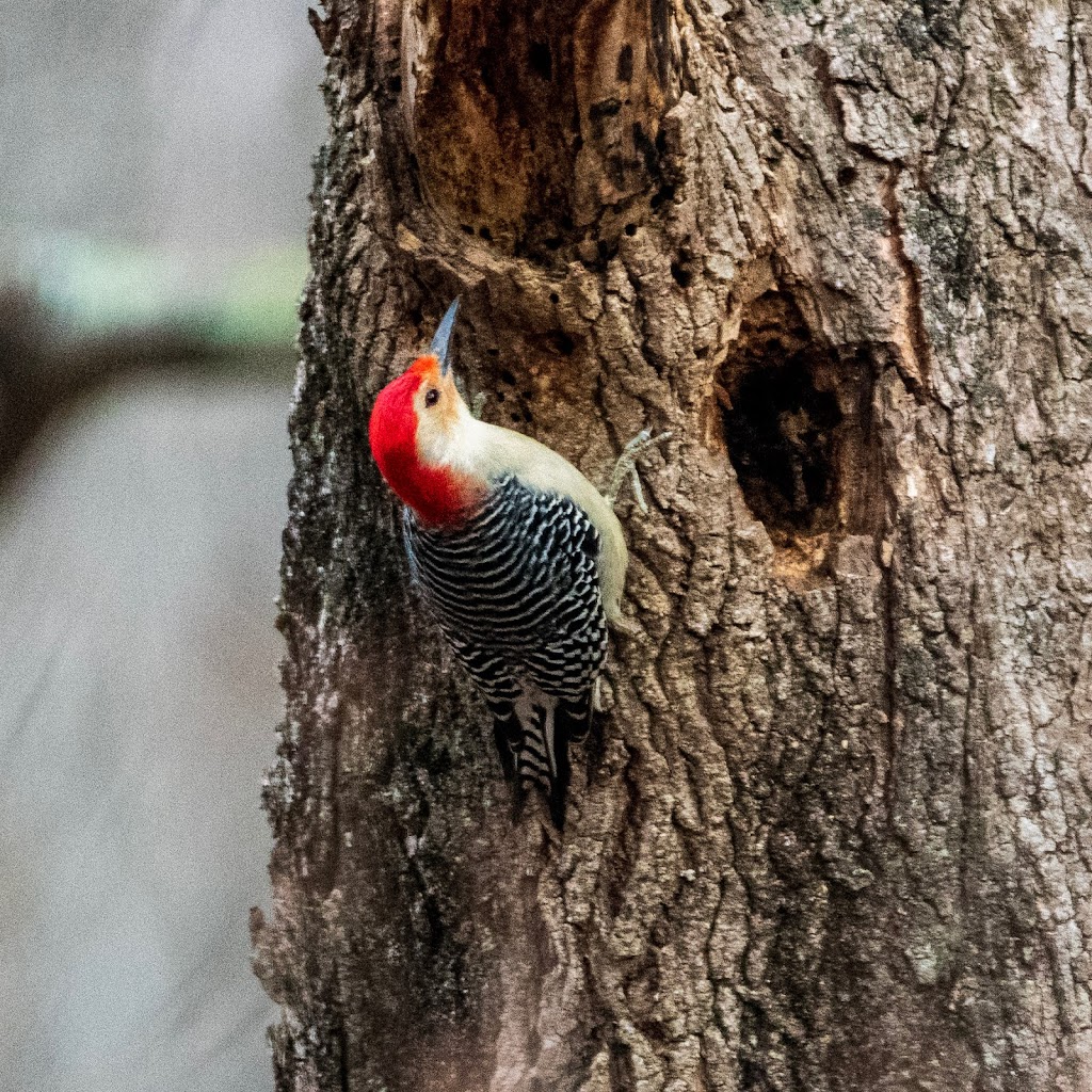 Bedford Audubon Society | 35 Todd Rd, Katonah, NY 10536 | Phone: (914) 232-1999