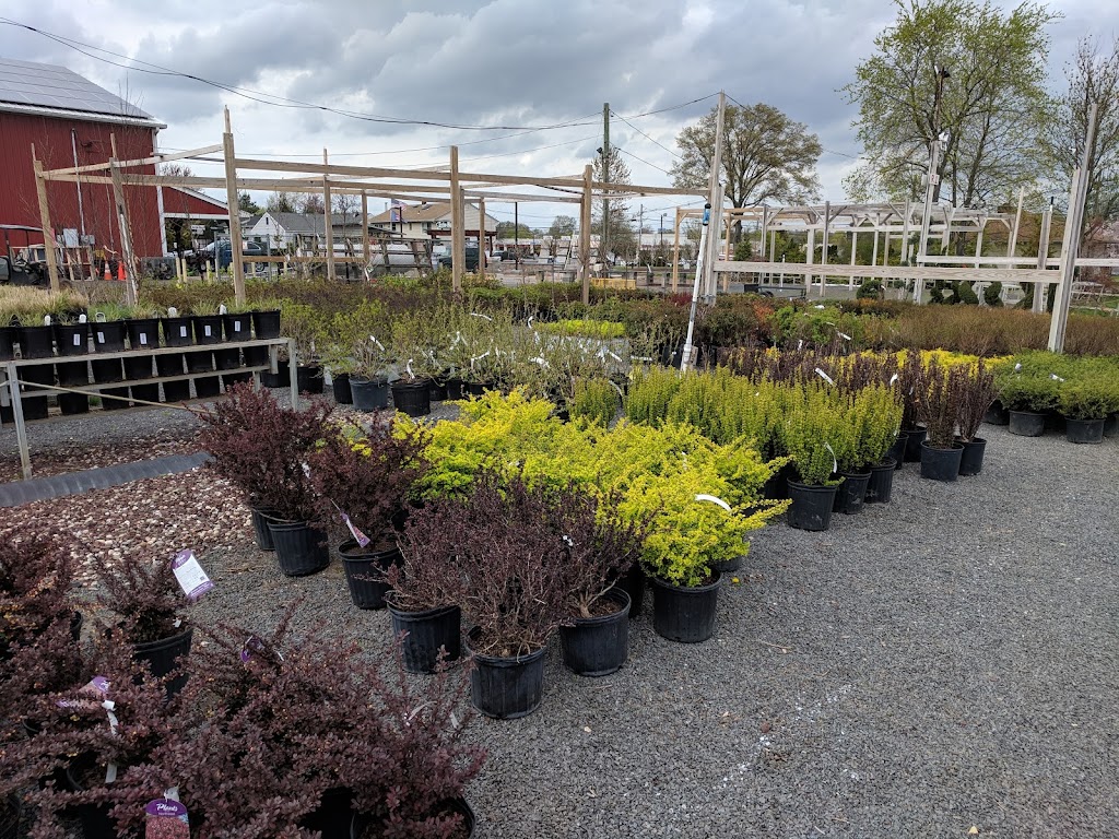 Central Jersey Nurseries | 18 Hamilton Rd, Hillsborough Township, NJ 08844 | Phone: (908) 359-4652