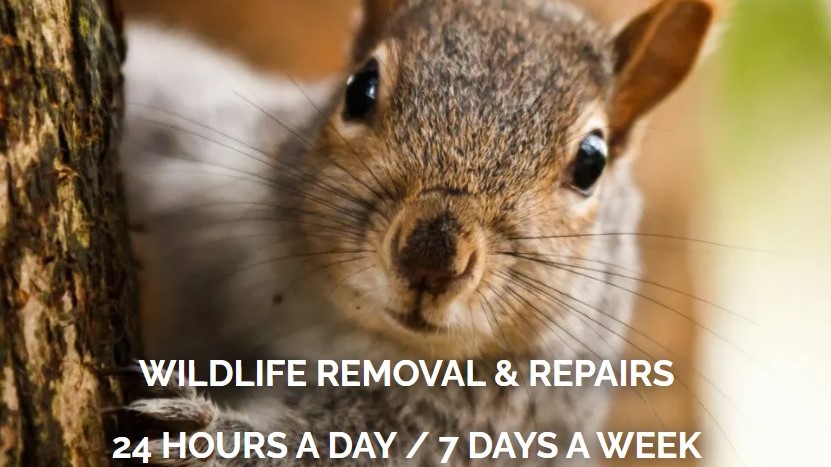 Acorn Wildlife solutions | 963 Blandford Rd, Russell, MA 01071 | Phone: (413) 626-0434