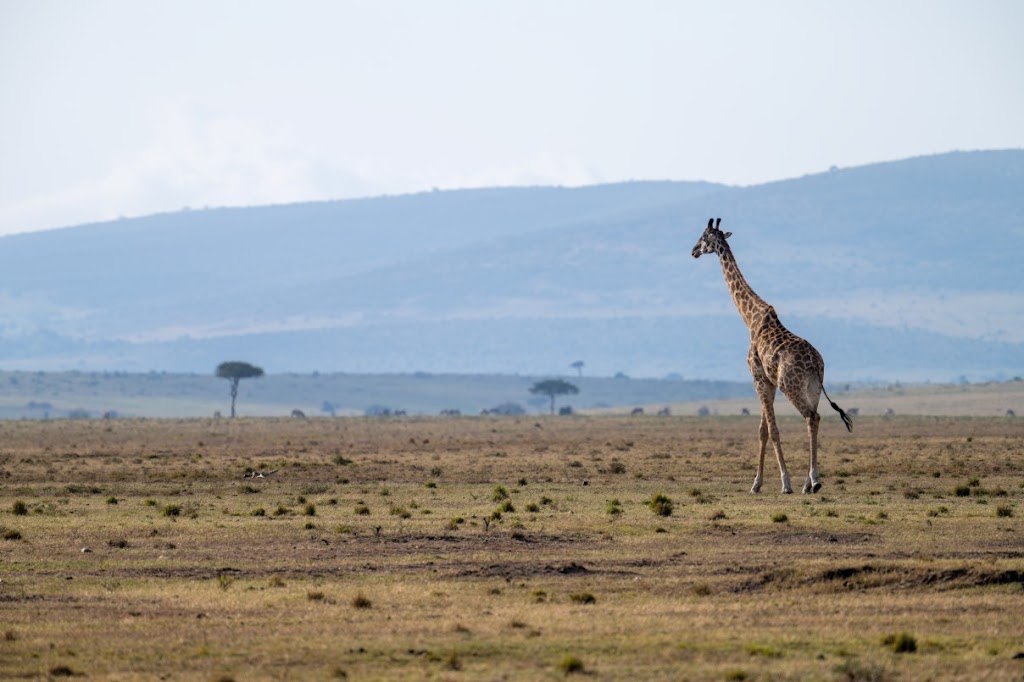 Global Connections Kenya | 234 W Delaware Ave, Pennington, NJ 08534 | Phone: (609) 429-0569