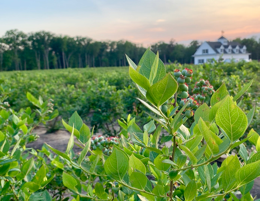 DiMeo Blueberry Farms & Blueberry Plants Nursery | 3101 Nesco Rd, Hammonton, NJ 08037 | Phone: (609) 561-5905