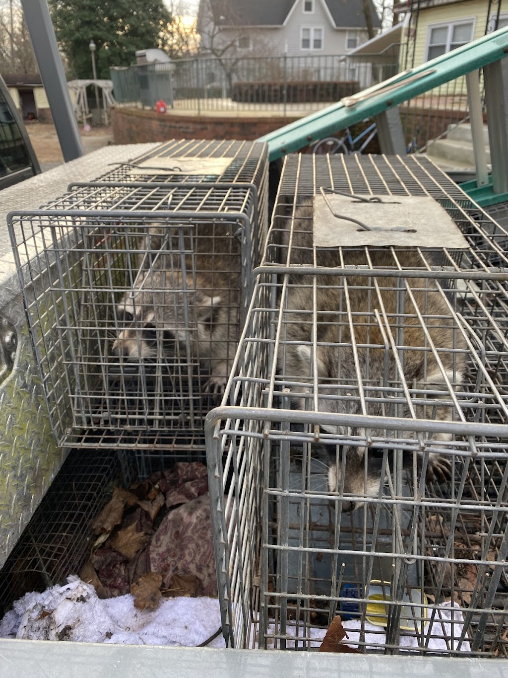 A Bad Critter Raccoon & Squirrel Removal | 931 Old Indian Mills Rd, Tabernacle, NJ 08088 | Phone: (609) 374-6794