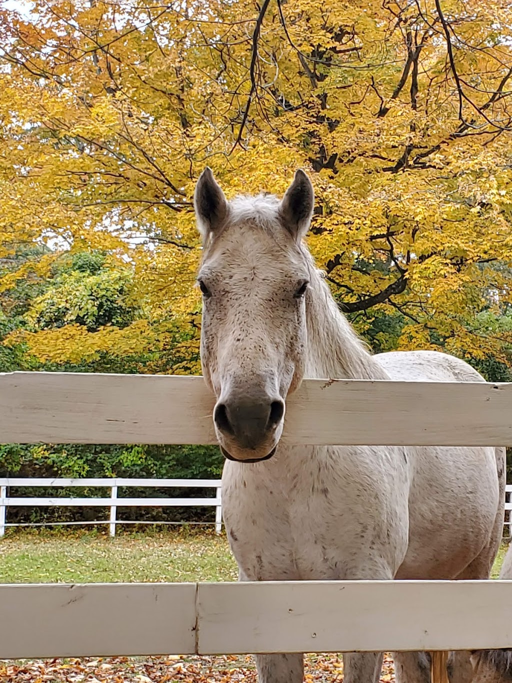 Rising Starr Horse Rescue | 93 Silver Spring Rd, Wilton, CT 06897 | Phone: (203) 257-8345