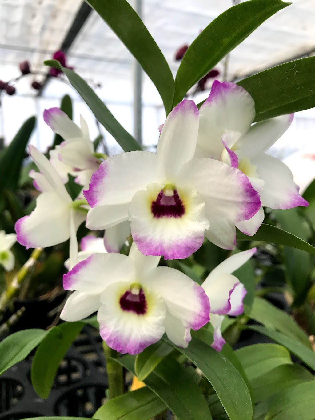 White Plains Orchids, Orchid Farm and Shop | 1485 Mamaroneck Ave, White Plains, NY 10605 | Phone: (914) 948-2064