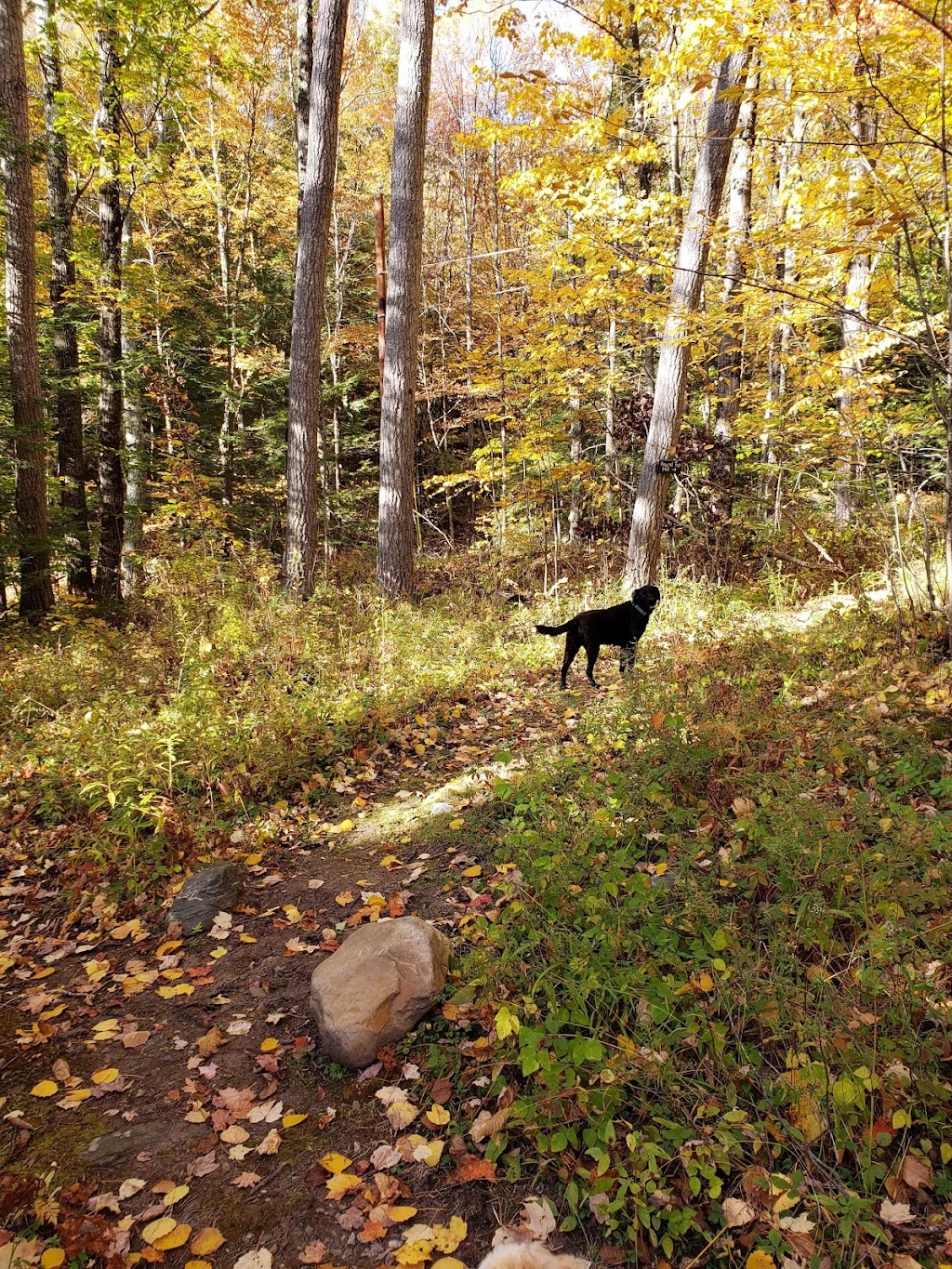 Park Knox Acres Hiking Trails | 195-183 Round Hill Rd, Chester, MA 01011 | Phone: (413) 302-0312