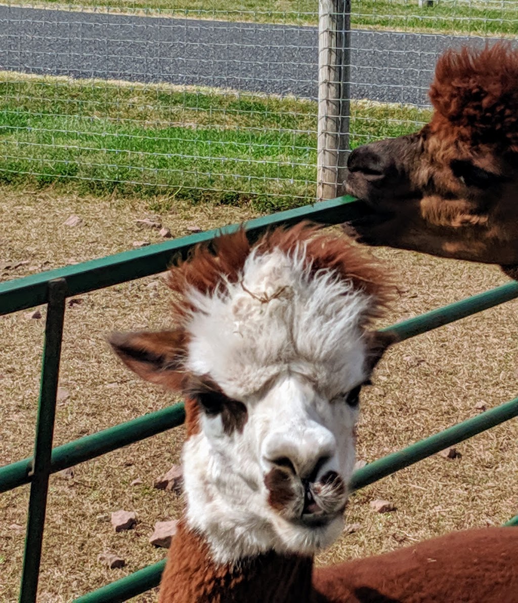 GracefulGlenAlpacas, LLC | 798 Hunsicker Rd, Telford, PA 18969 | Phone: (267) 421-1022