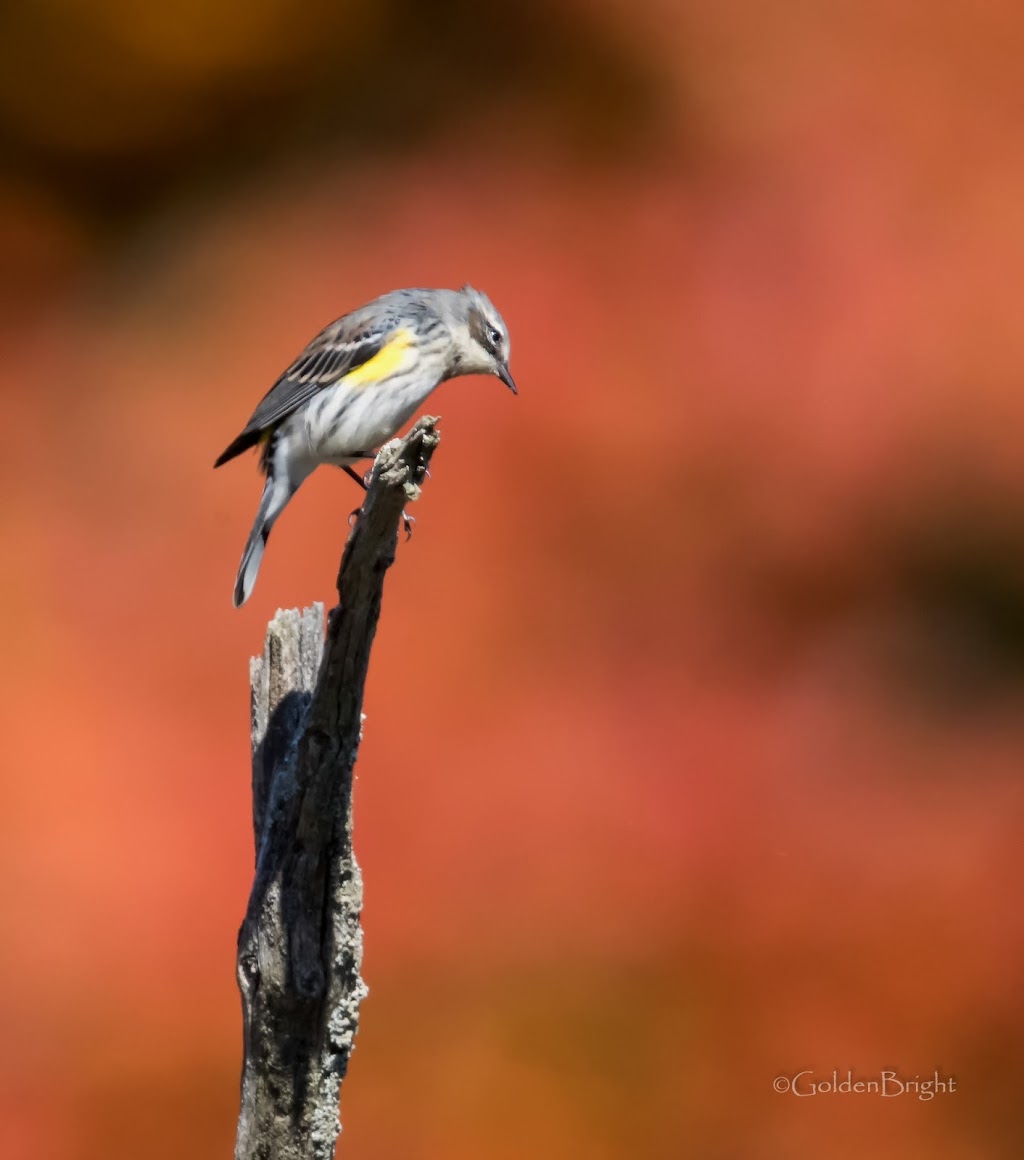 Great Swamp National Wildlife Refuge Wilderness Area | Green Village, NJ 07935 | Phone: (973) 425-1222