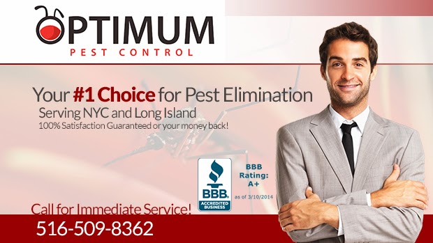 Optimum Pest Control | 130 Shore Rd, Port Washington, NY 11050 | Phone: (516) 509-8362