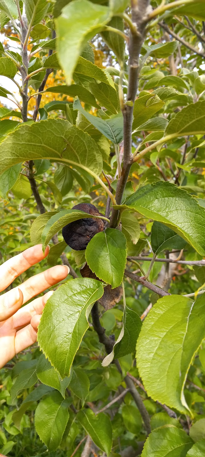 Apple Picking (Soons Orchards) | 634 County Route 50 Grass field parking area, New Hampton, NY 10958 | Phone: (845) 374-5471