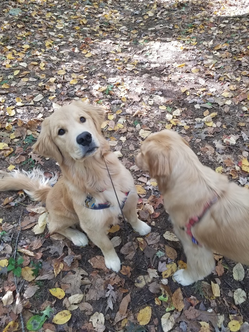 Happiest Paws In Town Pet Service | 264 Chestnut St, Northampton, MA 01062 | Phone: (413) 388-8573