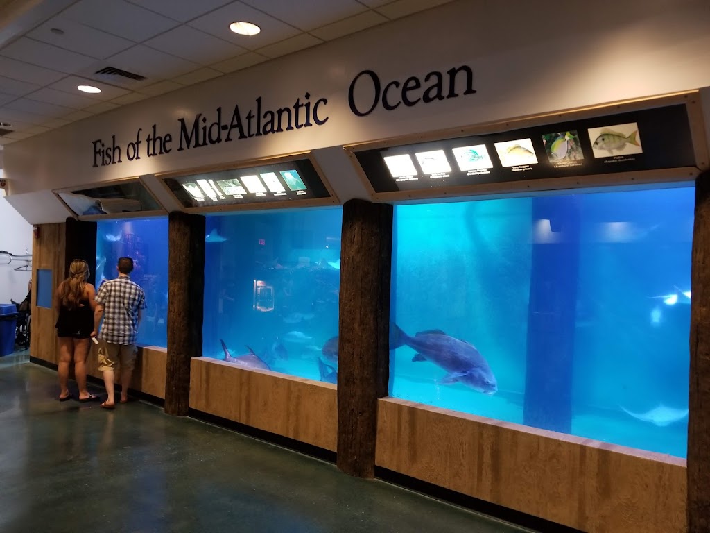 Atlantic City Aquarium | 800 N New Hampshire Ave, Atlantic City, NJ 08401 | Phone: (609) 348-2880