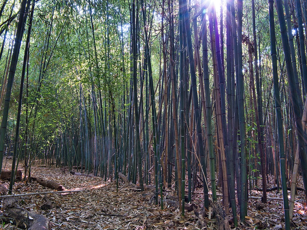 Bamboo Forest Rutgers Gardens | 126 Log Cabin Rd, East Brunswick, NJ 08816 | Phone: (732) 932-8451