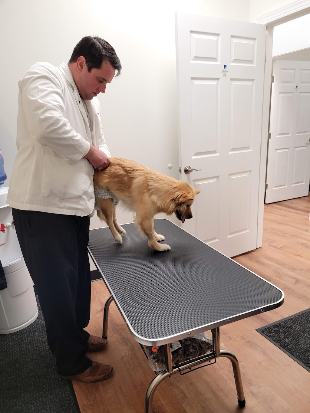 Canine Chiropractic Relief Care | 17 US-206, Stanhope, NJ 07874 | Phone: (973) 579-1921