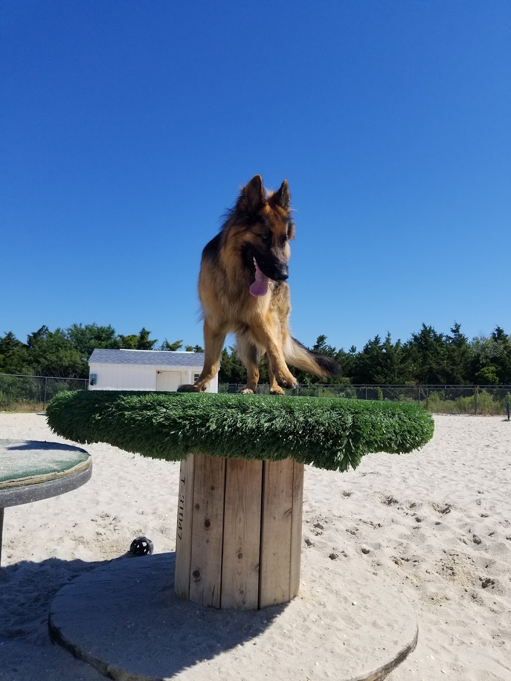 Ocean City Dog Park | 45th St & Haven Ave, Ocean City, NJ 08226 | Phone: (609) 399-6111