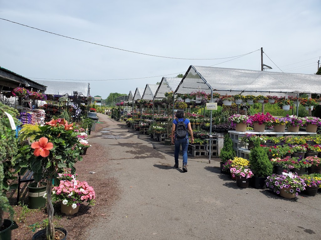 Amatos Garden Center Nursery | 47 Deans Rhode Hall Rd, Monmouth Junction, NJ 08852 | Phone: (732) 297-6790