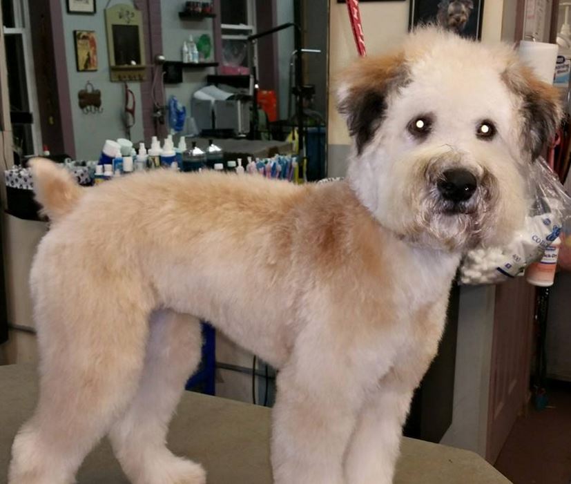 All Groomed Up | 224 Ulster Ave, Saugerties, NY 12477 | Phone: (845) 246-7297