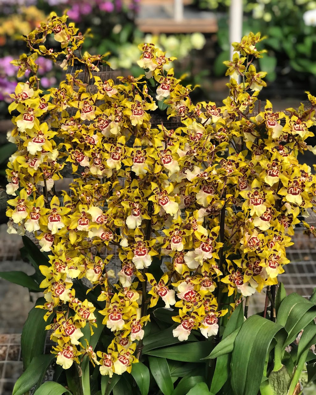 Taida Orchids Inc | 459 Foothill Rd, Bridgewater, NJ 08807 | Phone: (908) 595-0055