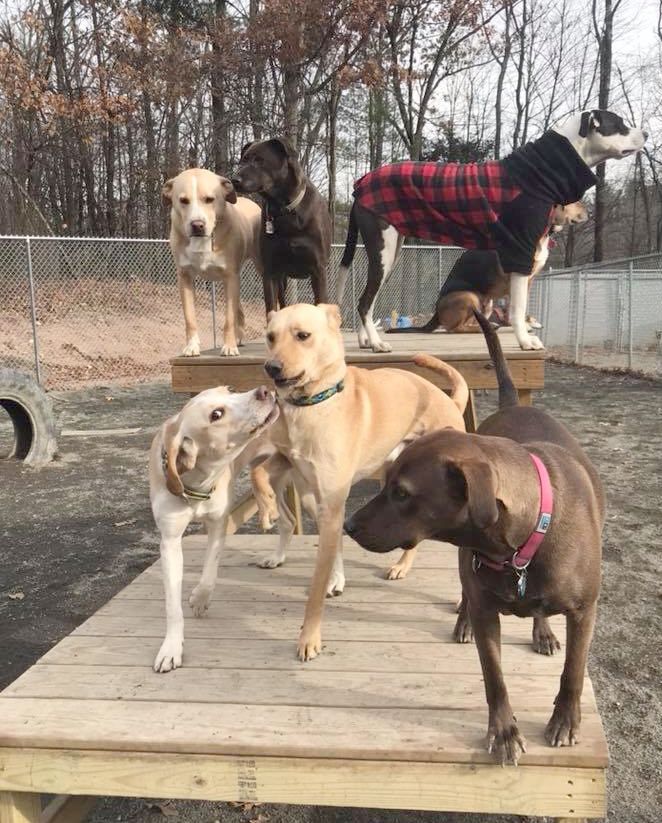 Roaring Brook Kennels | 60 Lovely St, Canton, CT 06019 | Phone: (860) 693-0603