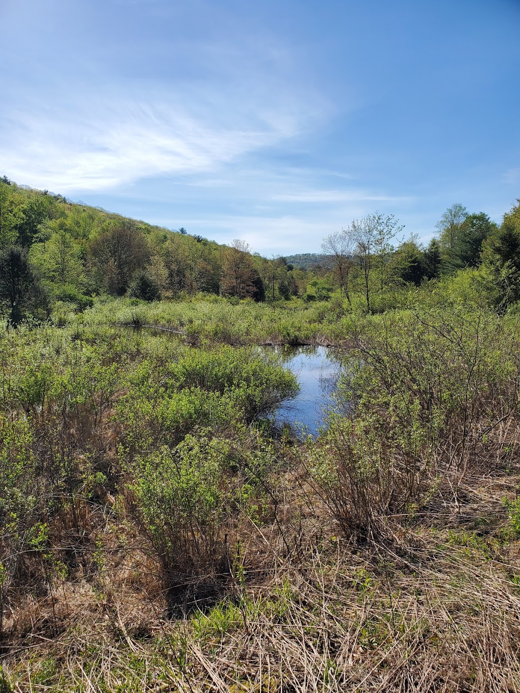 Cat Hollow State Forest | Deposit, NY 13754 | Phone: (607) 674-4017