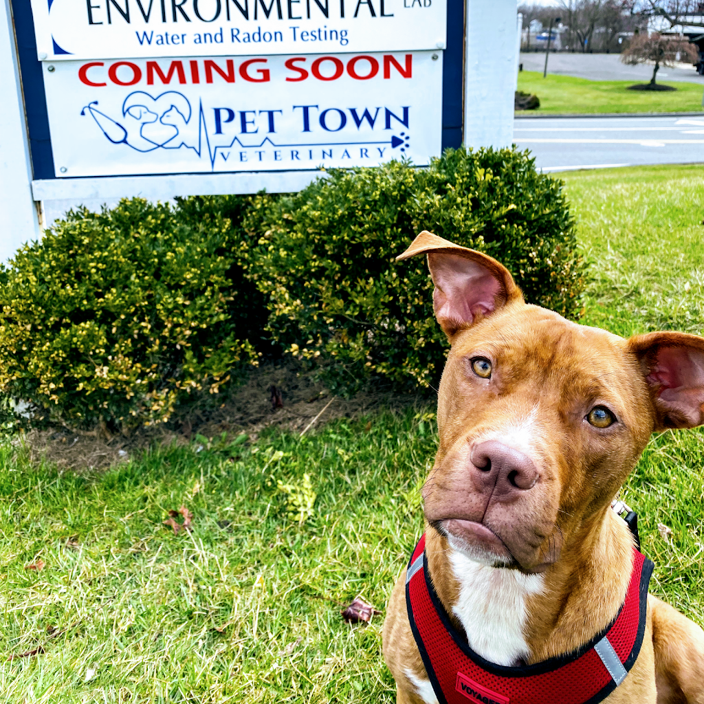Pet Town Veterinary | 56 Church Hill Rd, Newtown, CT 06470 | Phone: (203) 304-9040