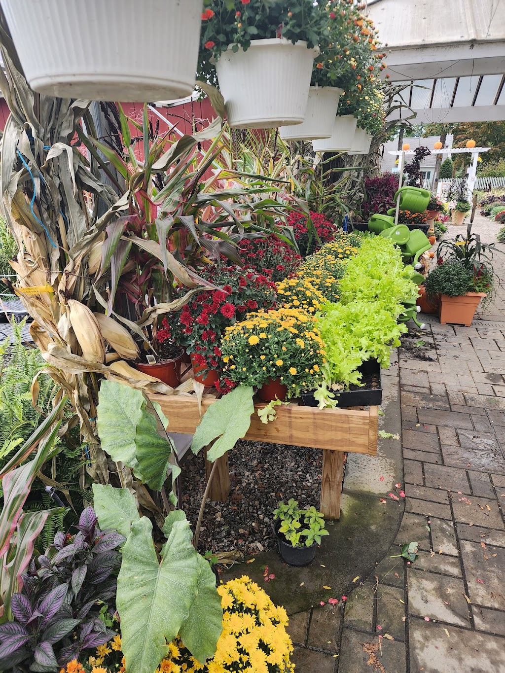 Hollandia Nurseries & Farm | 103 Old Hawleyville Rd, Bethel, CT 06801 | Phone: (203) 743-0267