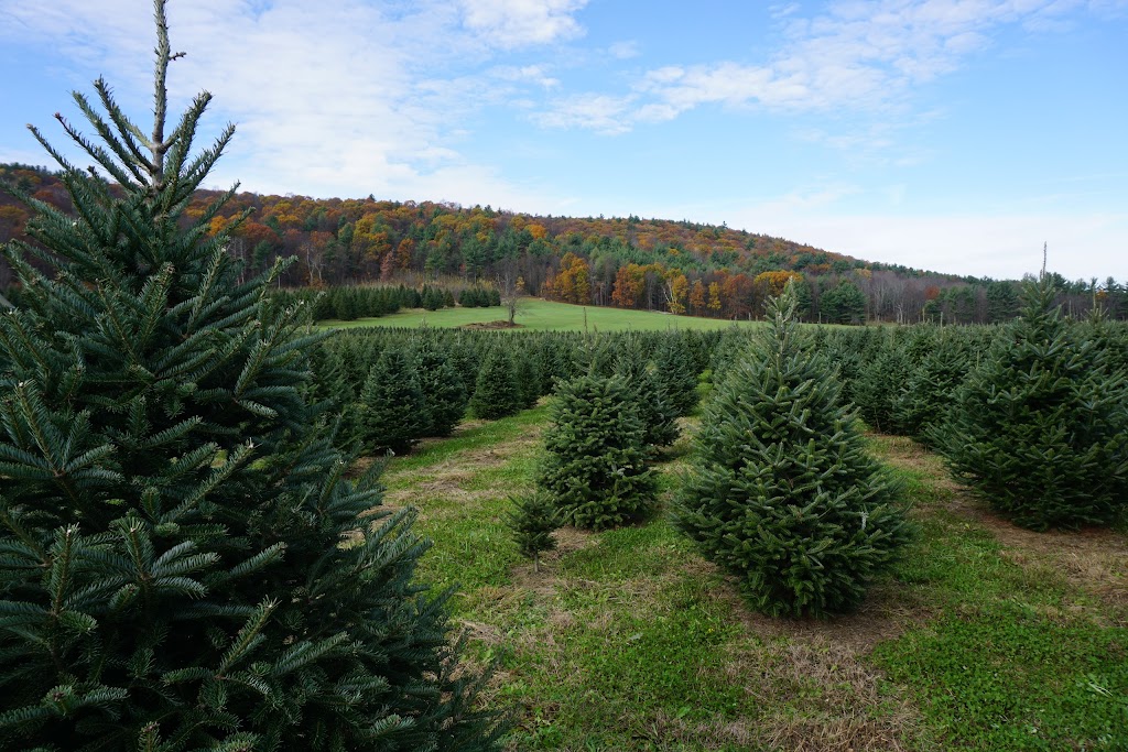 Chestnut Mountain Christmas Tree Farm | 126 Mountain Rd, Hatfield, MA 01038 | Phone: (413) 687-1806