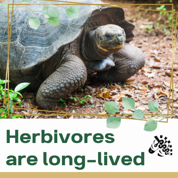 Doctor Herbivore | Leigh Ettinger, MD | 153 Main St Suite #203, New Paltz, NY 12561 | Phone: (845) 475-8116