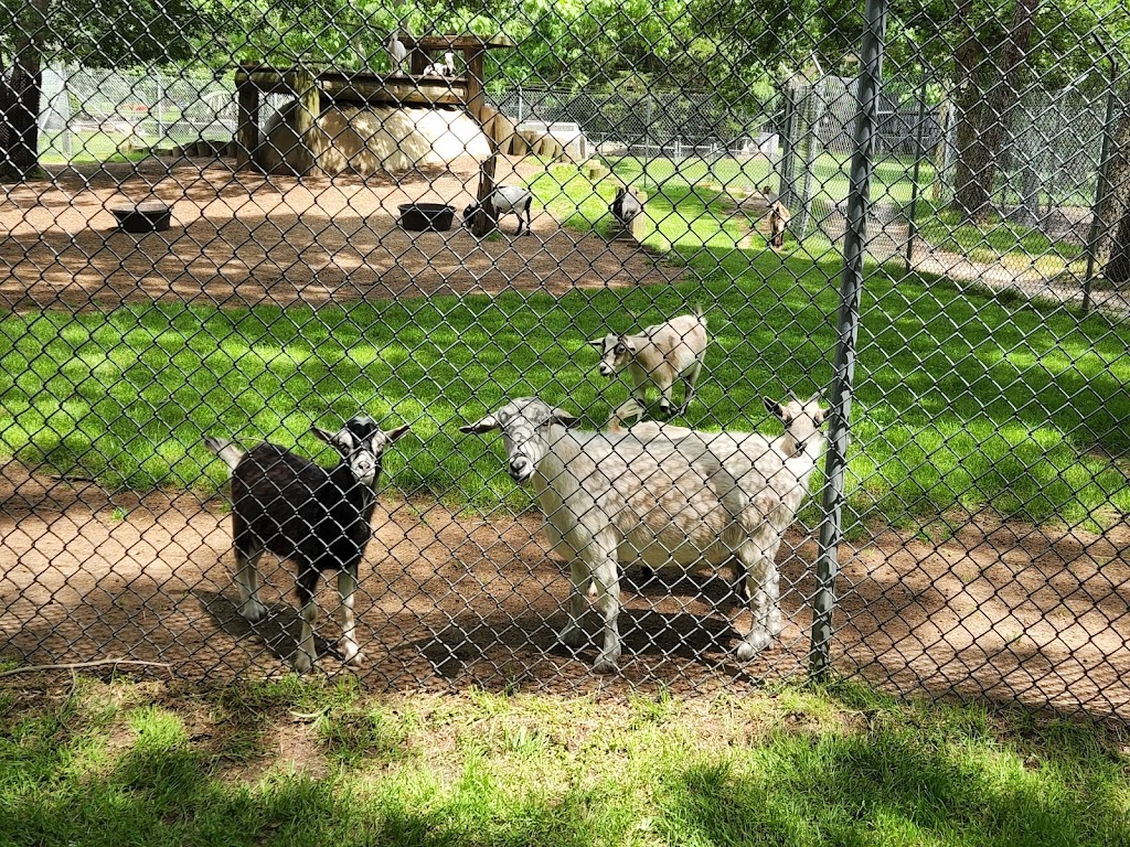 Animal Farm Petting Zoo | 296 Wading River Rd, Manorville, NY 11949 | Phone: (631) 878-1785