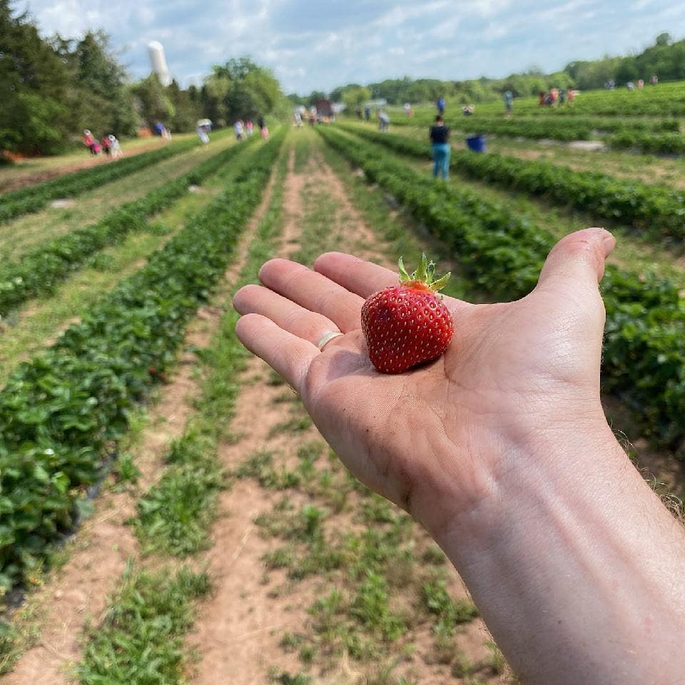 Snyders Farm | 586 S Middlebush Rd suite a, Somerset, NJ 08873 | Phone: (732) 496-0441