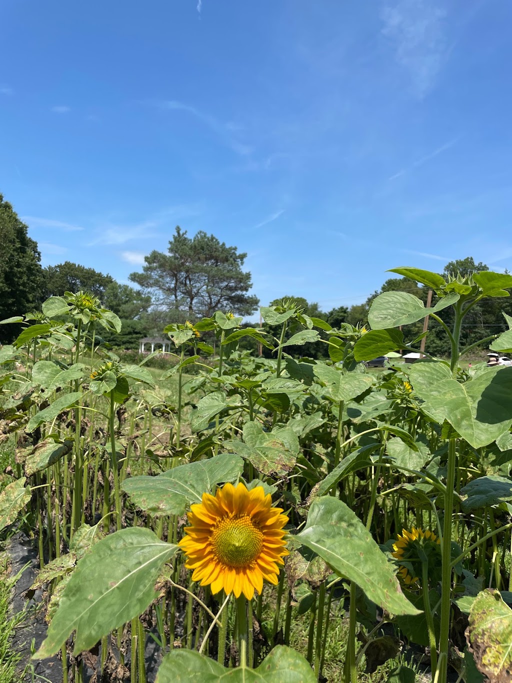 Brittany Hollow Farm | 7141 Albany Post Rd, Rhinebeck, NY 12572 | Phone: (845) 417-7099