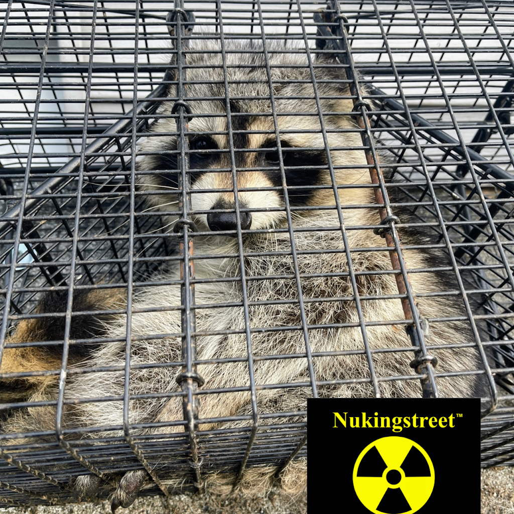 Nukingstreet Pest & Wildlife Control LLC | 9 Moody Rd b11, Enfield, CT 06082 | Phone: (800) 466-9918