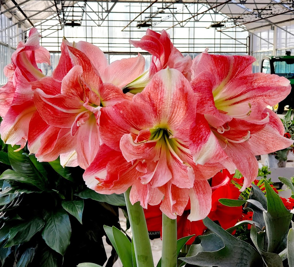 Donaldson Greenhouse & Nursery | 178 Airport Rd, Hackettstown, NJ 07840 | Phone: (908) 852-7314