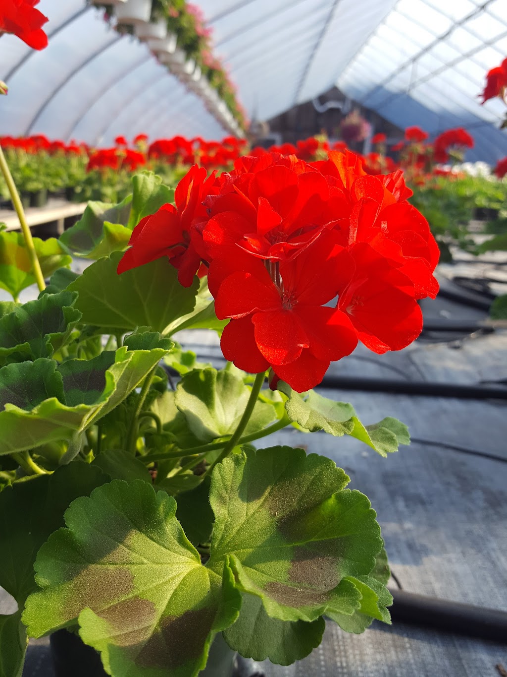 Leptondale Nursery & Greenhouse | 5 Nobles Way, Newburgh, NY 12550 | Phone: (845) 564-0466