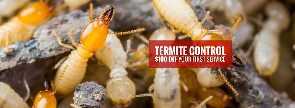 Tapout Termite & Pest Control | 342 St Pauls Ave, Jersey City, NJ 07306 | Phone: (201) 736-4802