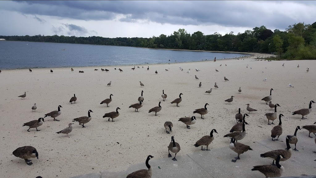 Lake Ronkonkoma County Park | County Park, 600 Lake Shore Rd, Lake Ronkonkoma, NY 11779 | Phone: (631) 854-4949