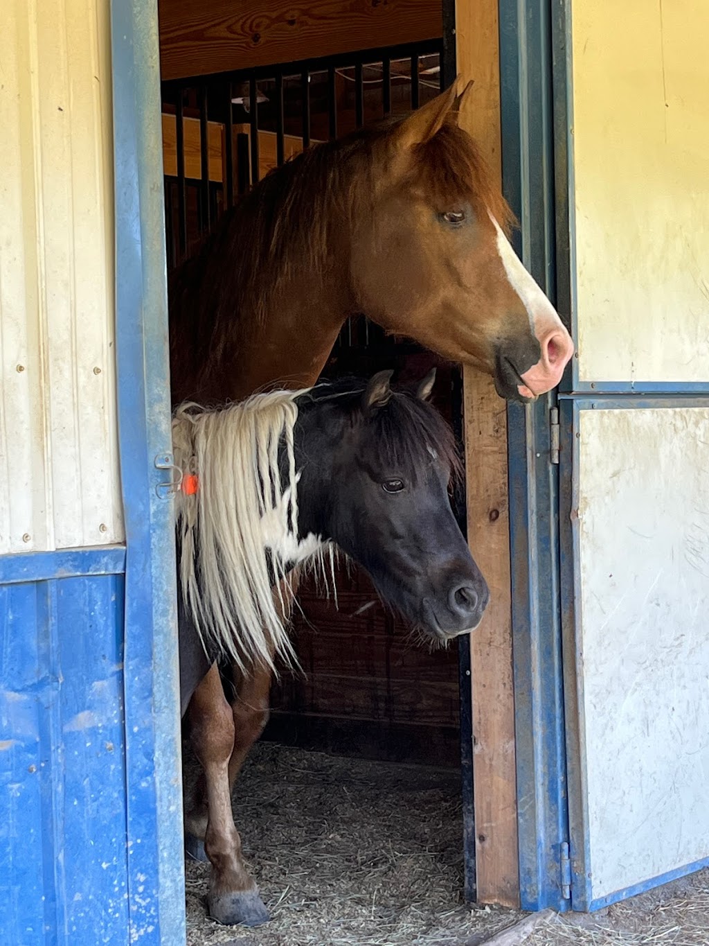 Happy Horses Farm | Pony Trail Dr, Newtown Square, PA 19073 | Phone: (610) 633-0652