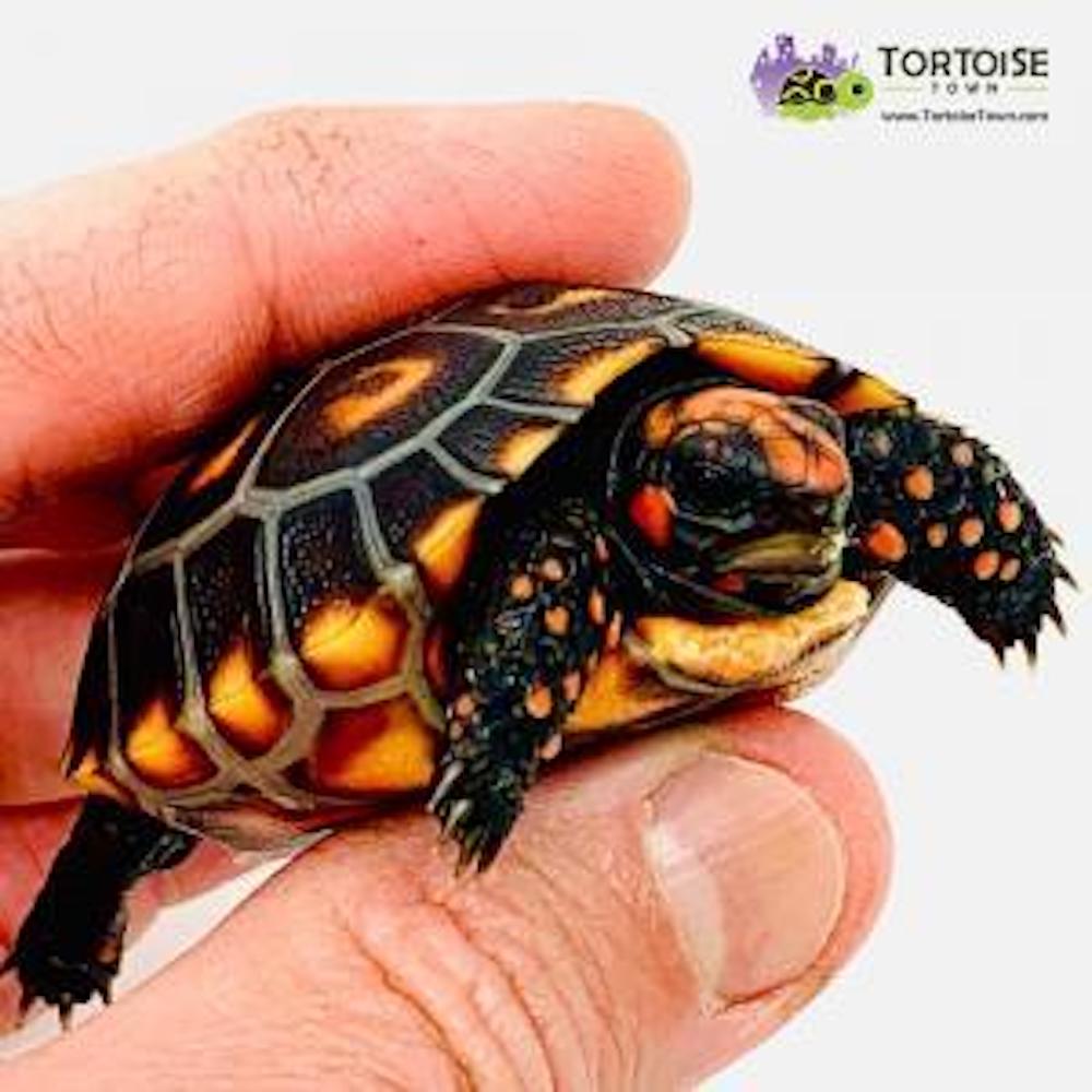 Tortoise Town Turtle Store | 2511 fire road, suite a8, 2511 Fire Rd A7, Egg Harbor Township, NJ 08234 | Phone: (609) 827-2645