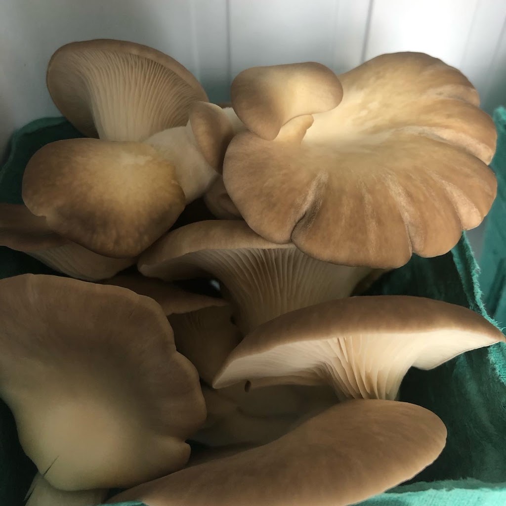 Radiant Mushrooms | 49 Beaver Ave, Annandale, NJ 08801 | Phone: (724) 980-4465