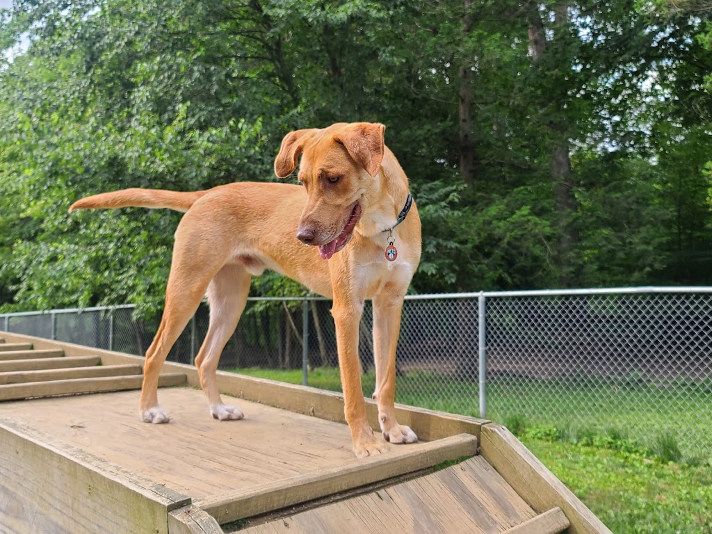 Central Park County Dog Park | Collins Rd, Morris Plains, NJ 07950 | Phone: (973) 326-7600