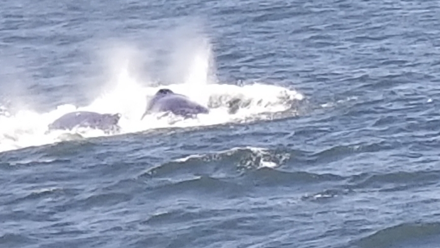 Seastreak Whale Watch | 325 Shore Dr, Highlands, NJ 07732 | Phone: (800) 262-8743